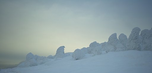 樹氷