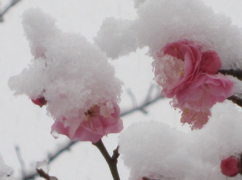 雪梅