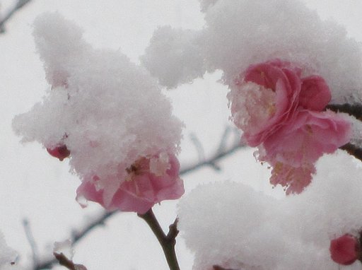 雪梅