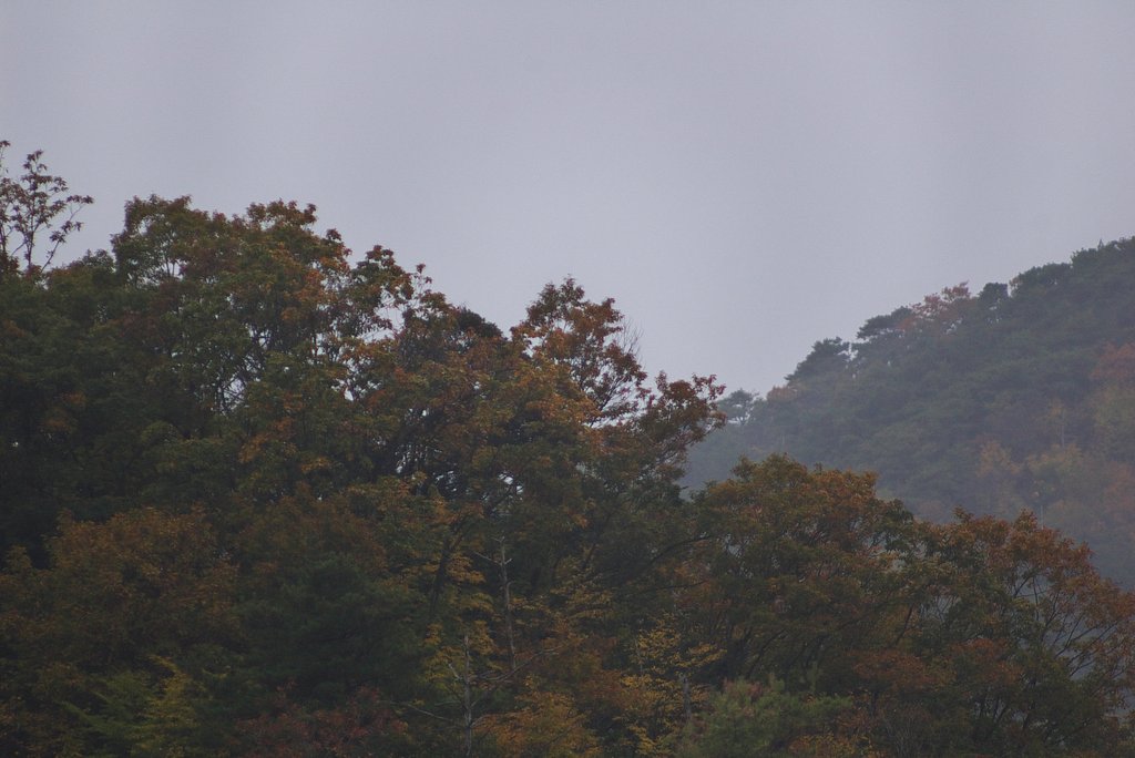 紅葉に黄砂が・・