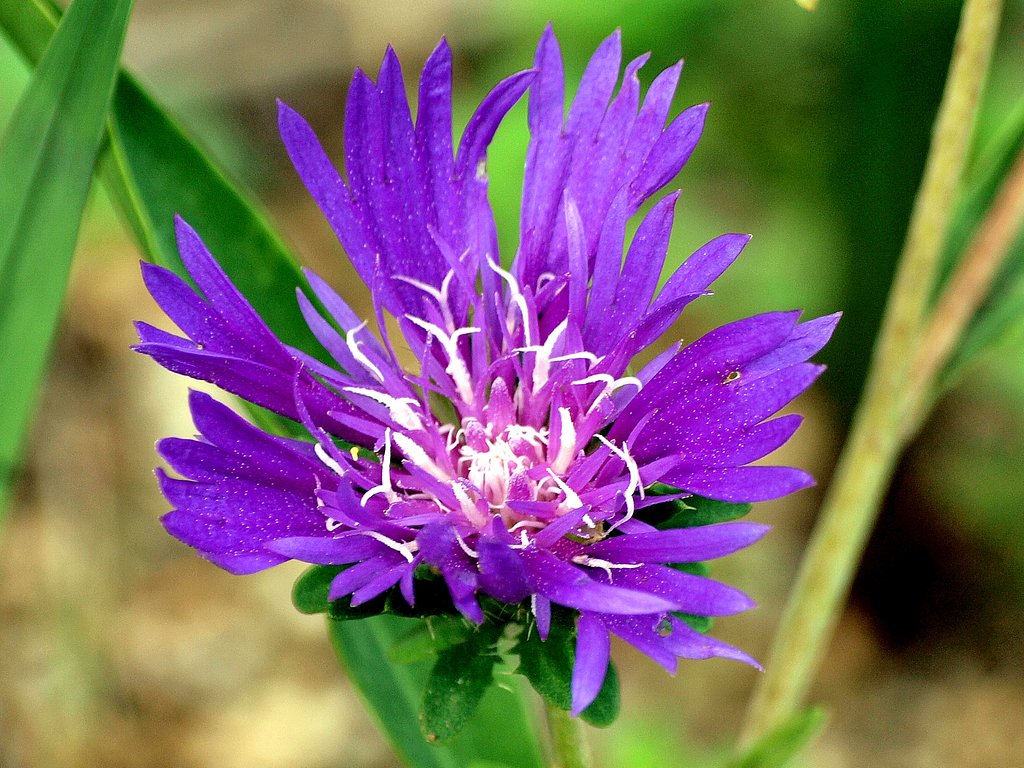紫色の花