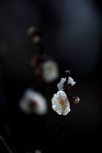花灯り