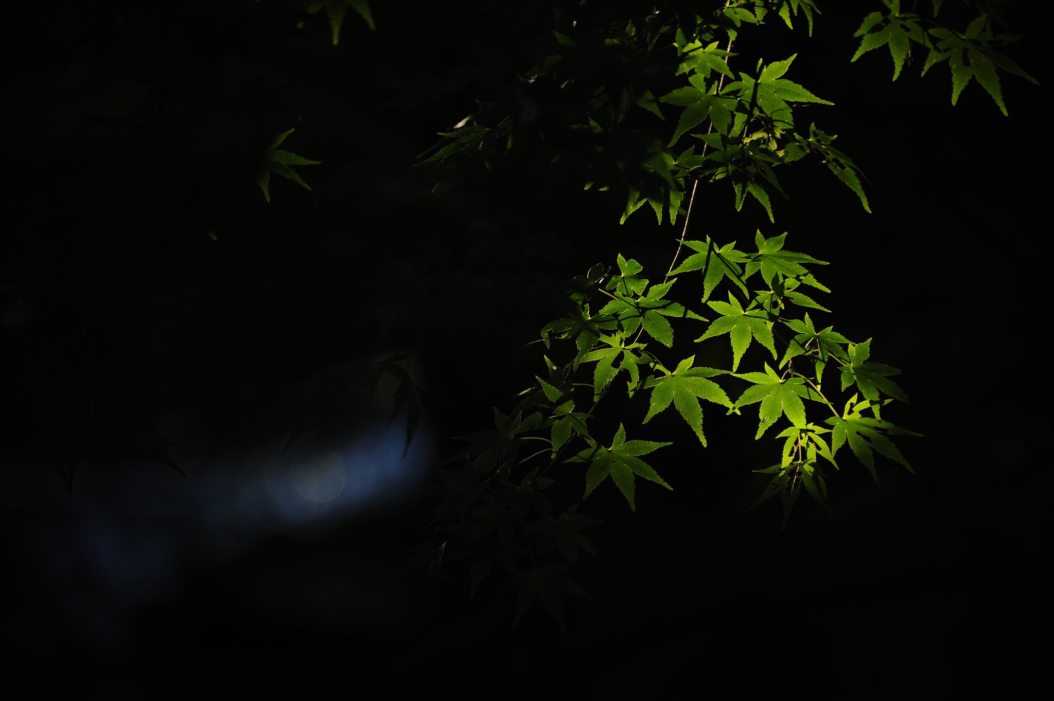 木漏れ日