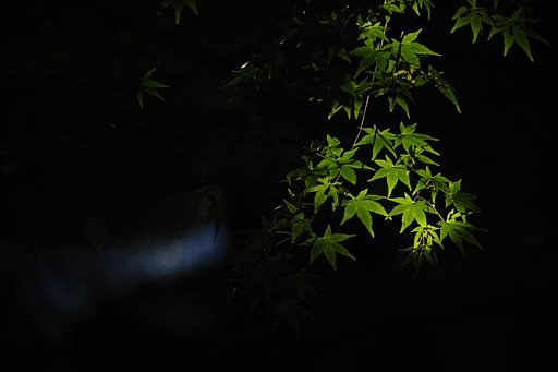 木漏れ日