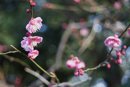 勝光院の梅