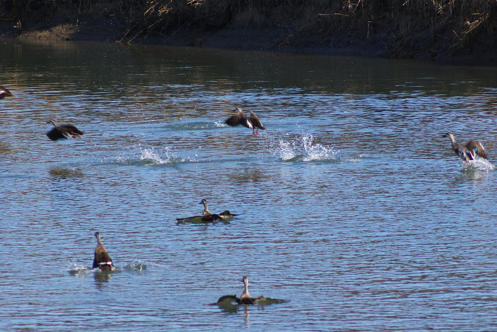 カルガモのユーモラスな飛翔