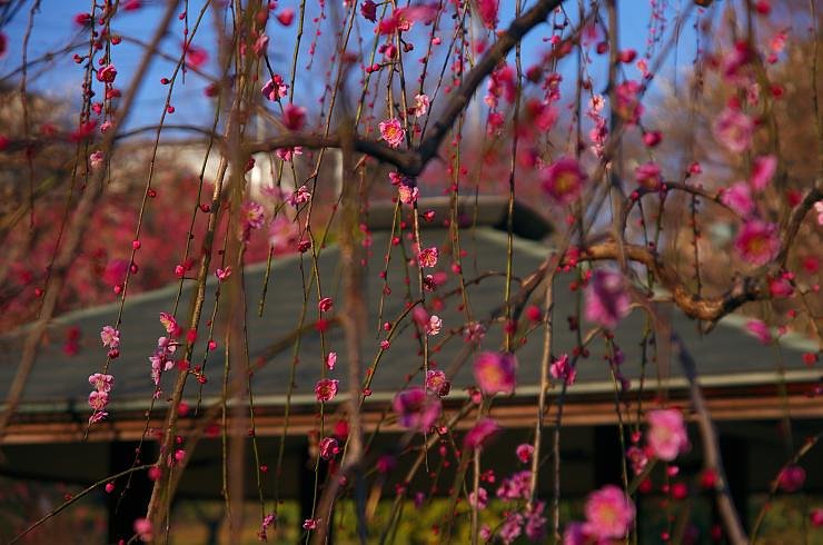 枝垂れ紅梅の花