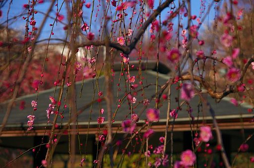 枝垂れ紅梅の花