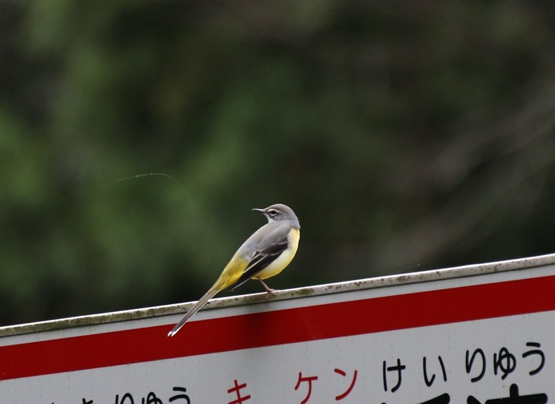 キセキレイ