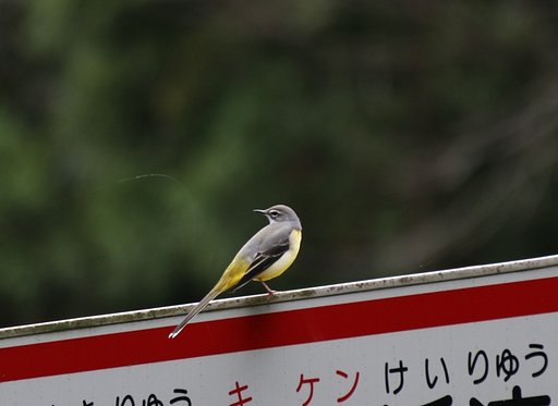 キセキレイ