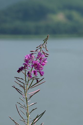 湿原のヤナギラン