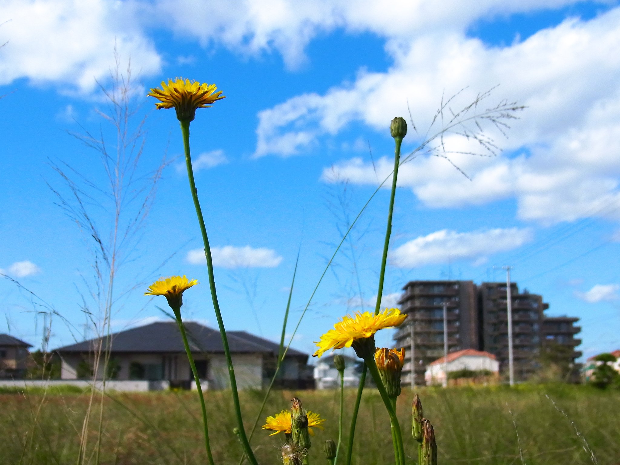 晩秋の晴れの午後　−　明るさ修正