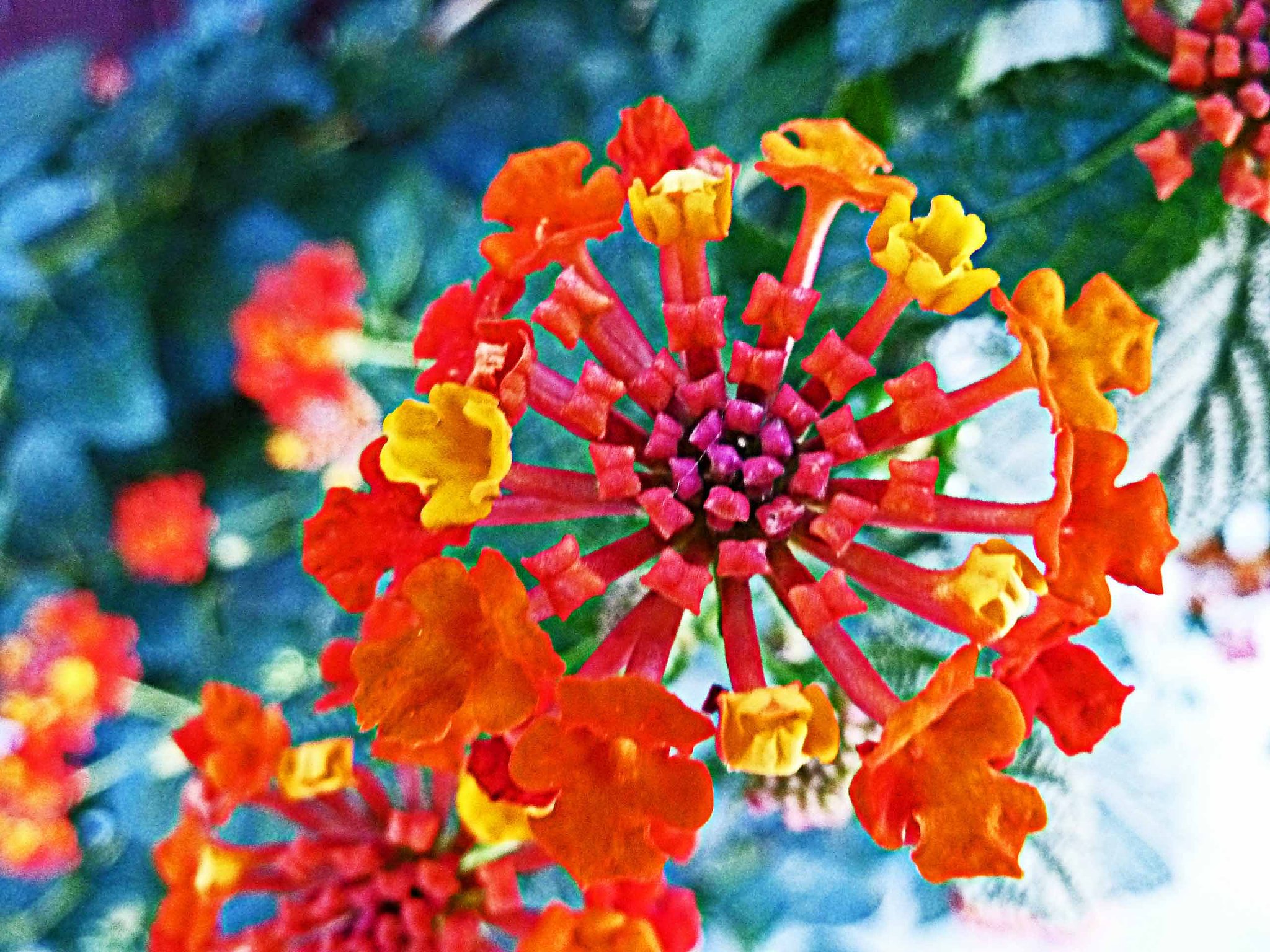 はてなの花