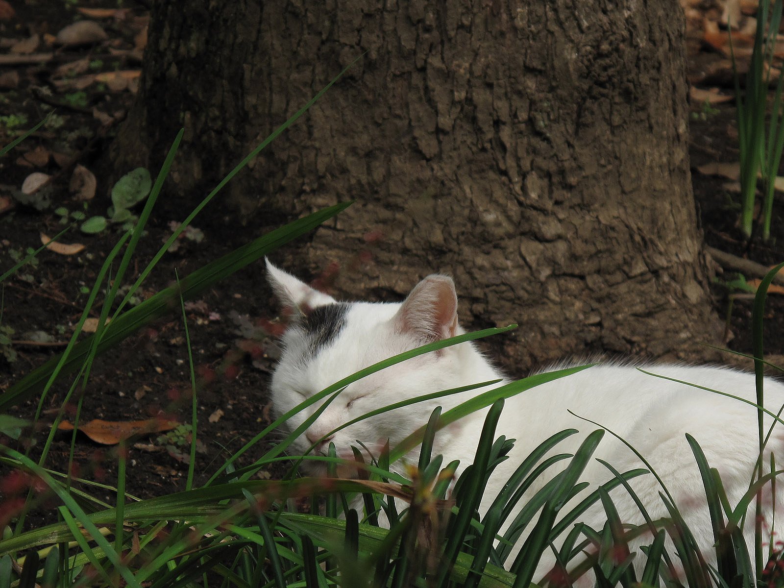 公園のニャン