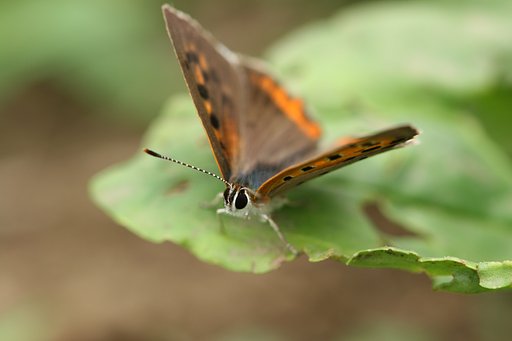 チョウ