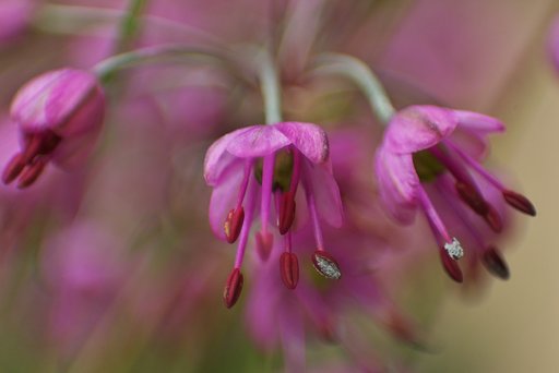 砂丘ラッキョウの花、アップ