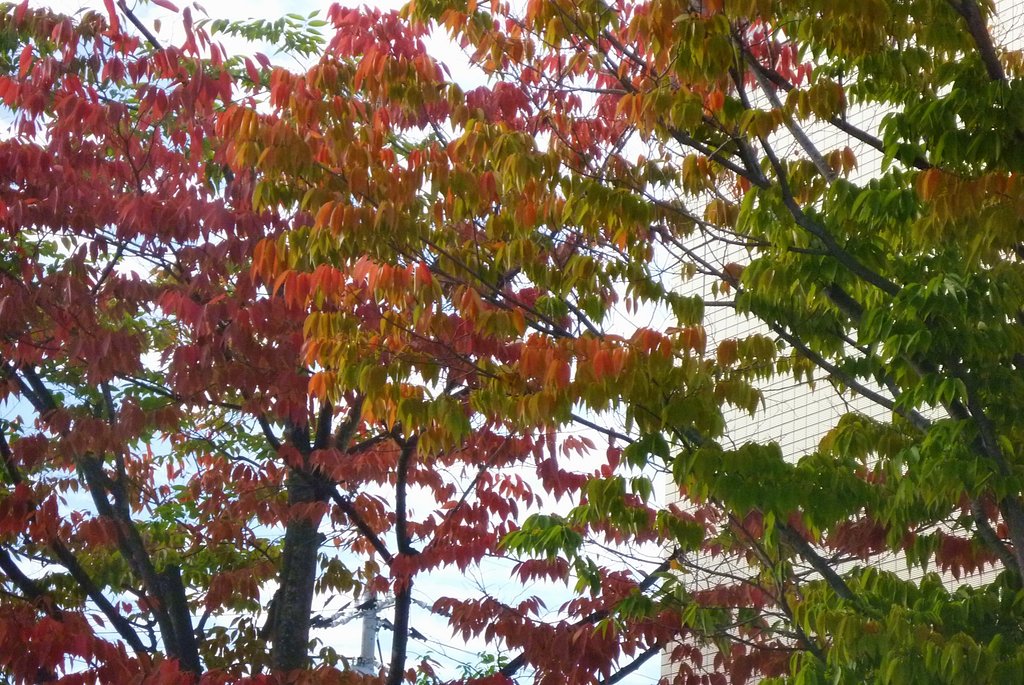 紅葉始まる