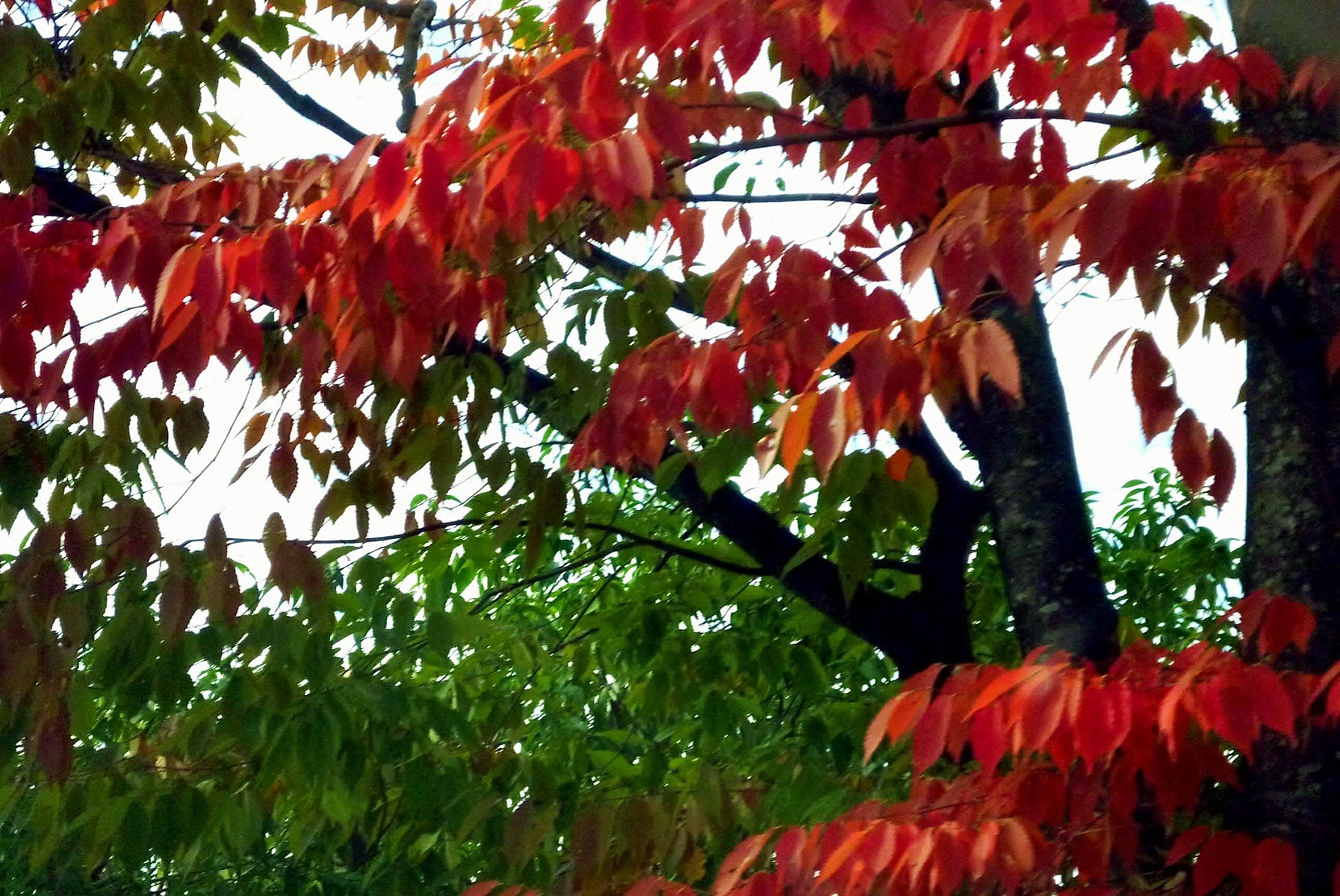 紅葉