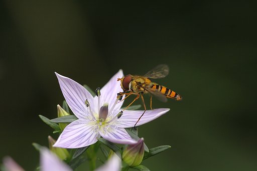 ムラサキセンブリとハナアブ？