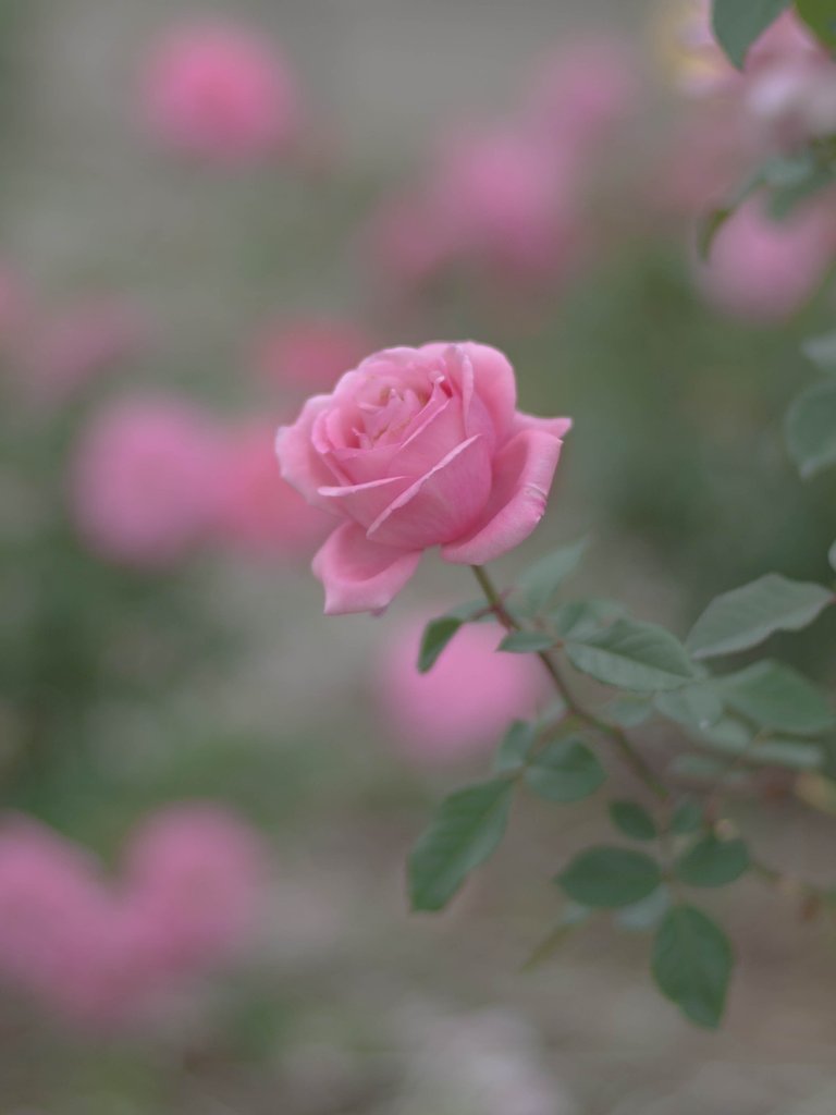 秋の薔薇（レタッチあり）