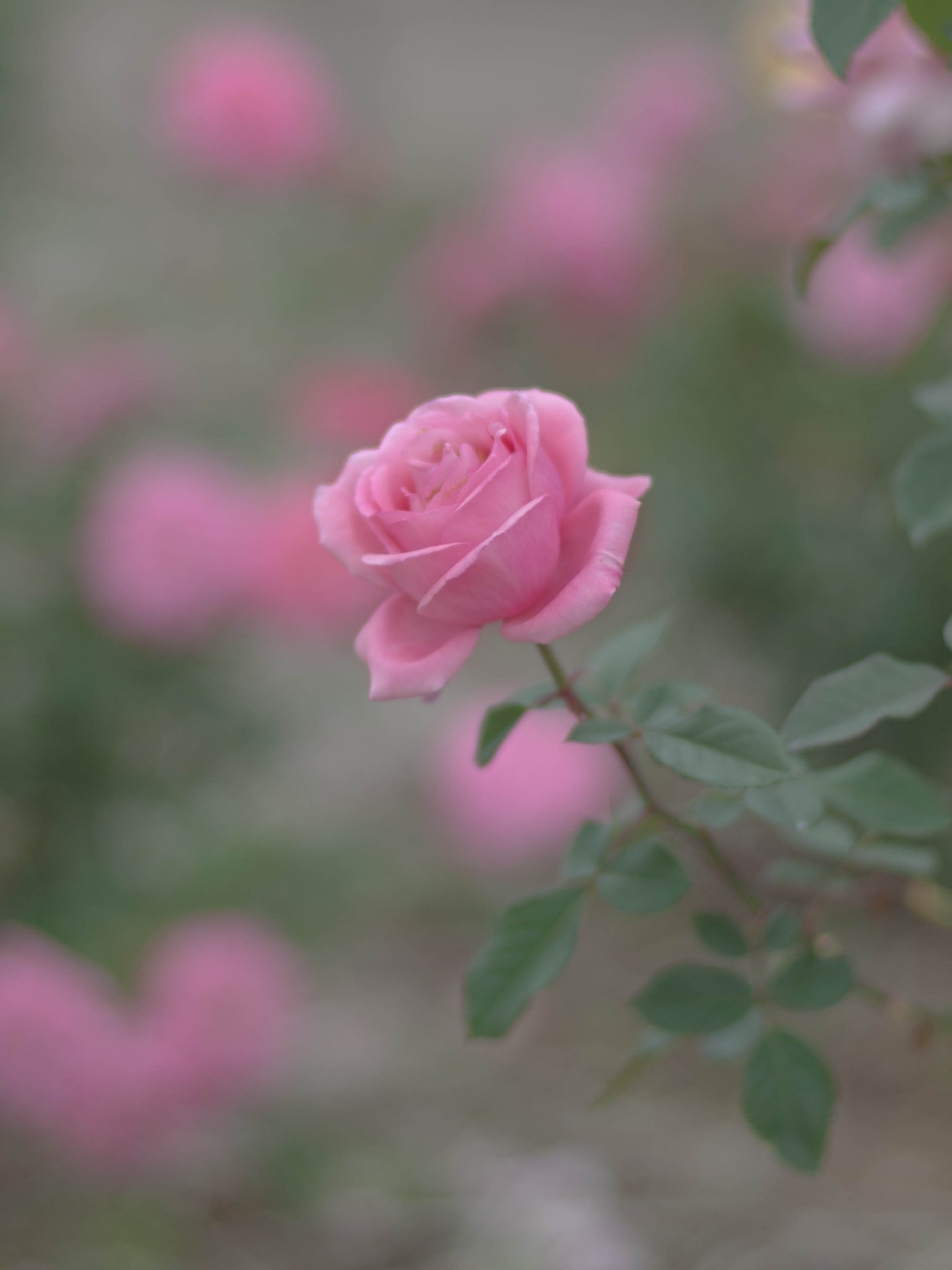 秋の薔薇（レタッチあり）