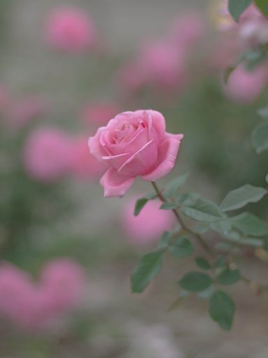 秋の薔薇（レタッチあり）