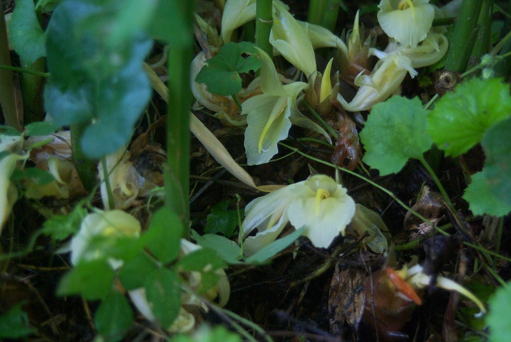 月遅れのミョウガの花