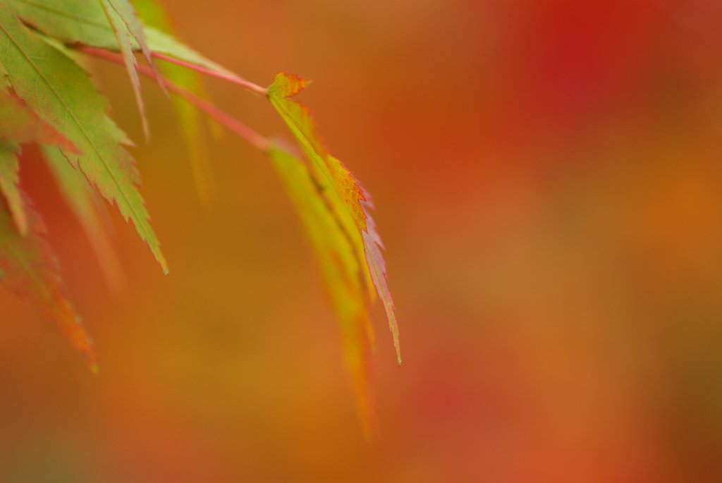 紅葉−2