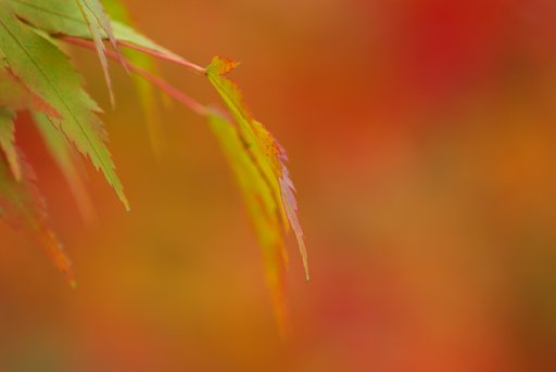 紅葉−2