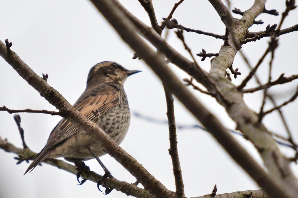 こちらにもツグミが到来
