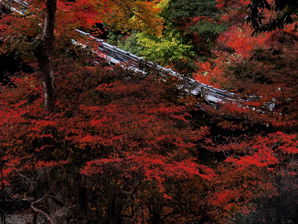 　醍醐寺の紅葉３