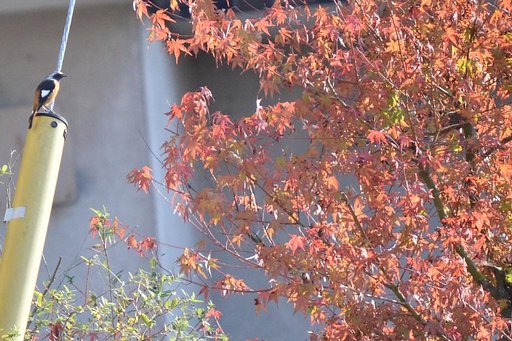 紅葉狩りだジョー！