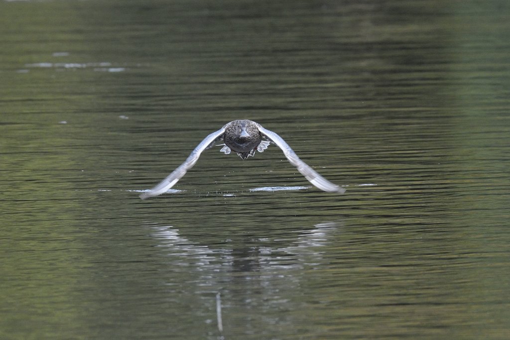 ハシビロガモ