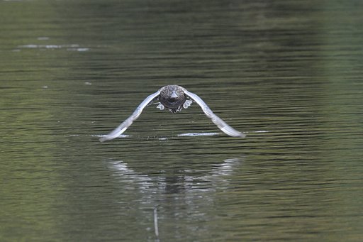 ハシビロガモ