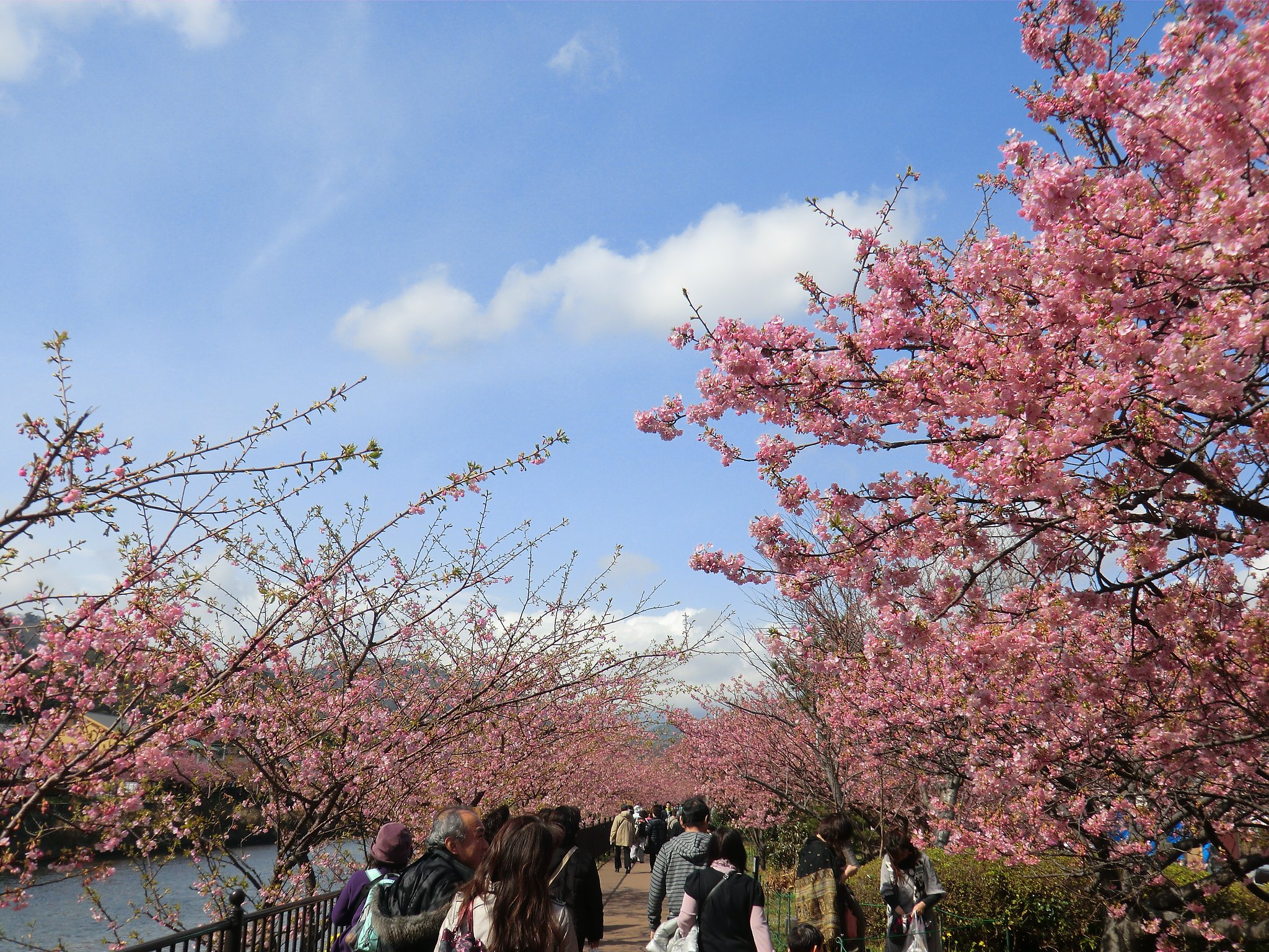 河津桜２