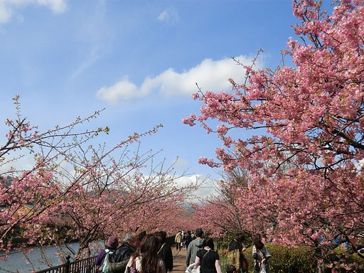 河津桜２