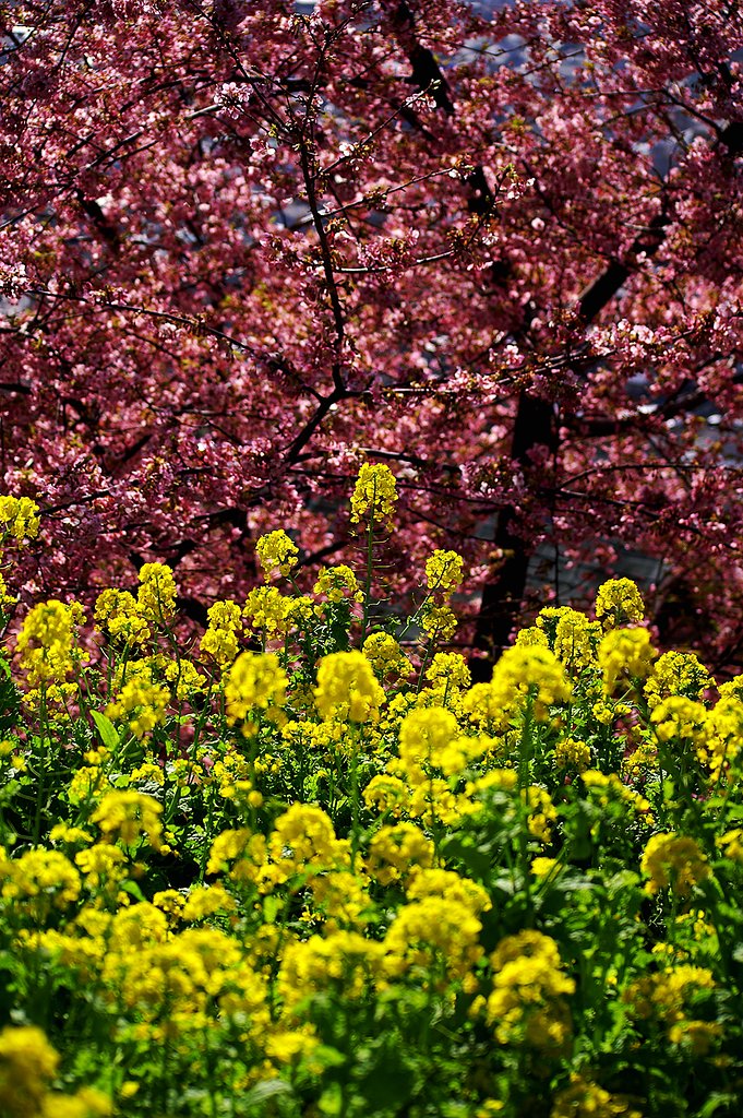 菜の花と河津桜