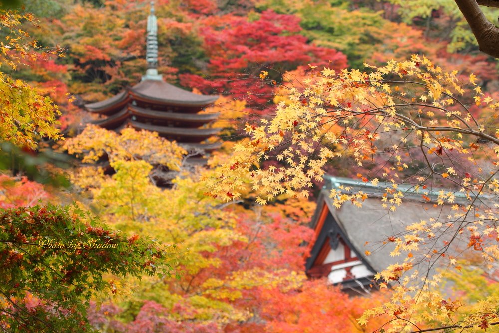 錦秋の美