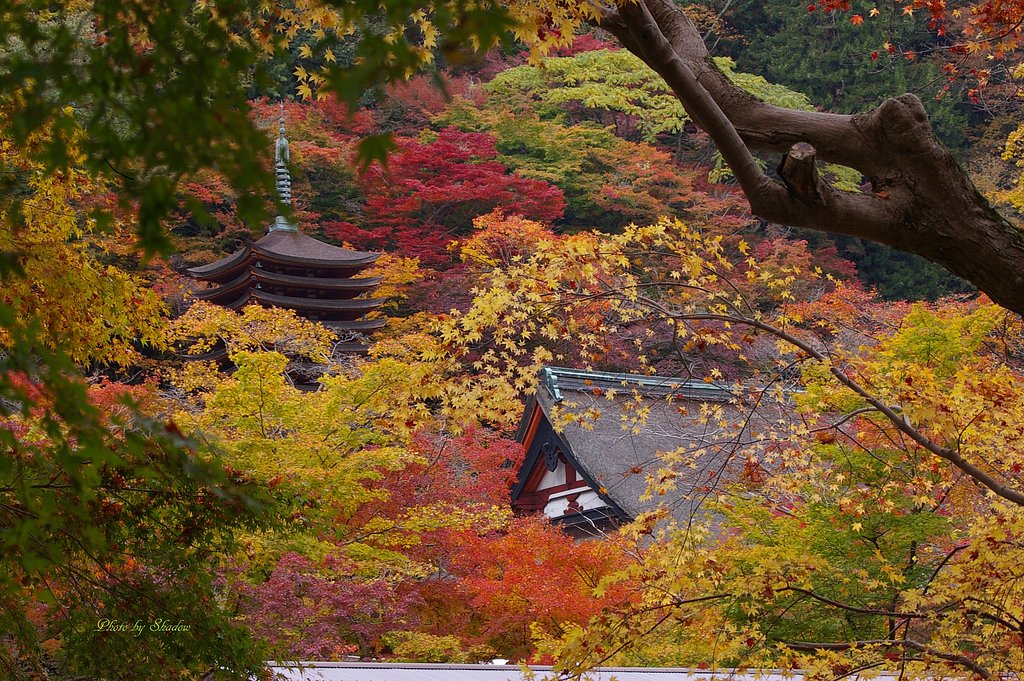 錦秋の美