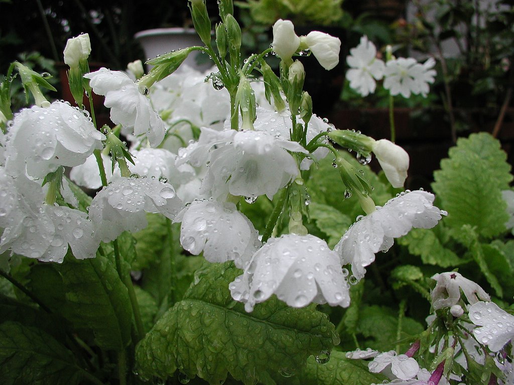 日本さくら草（くらだしです）