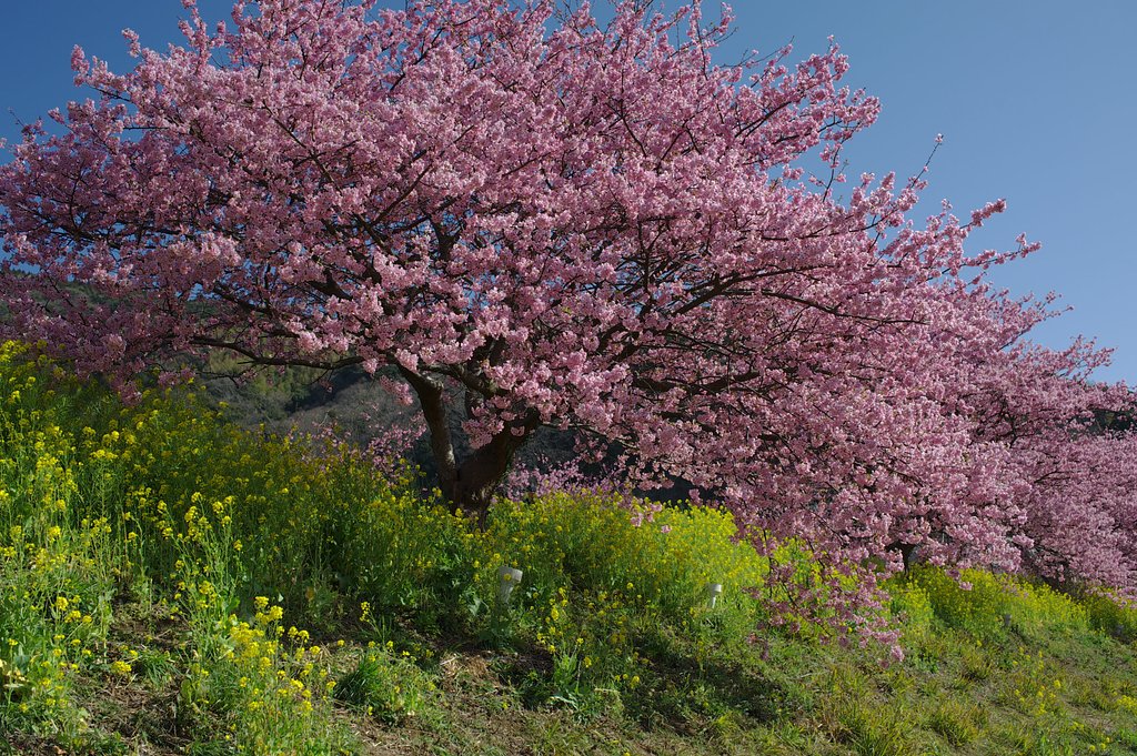 みなみの桜、再び