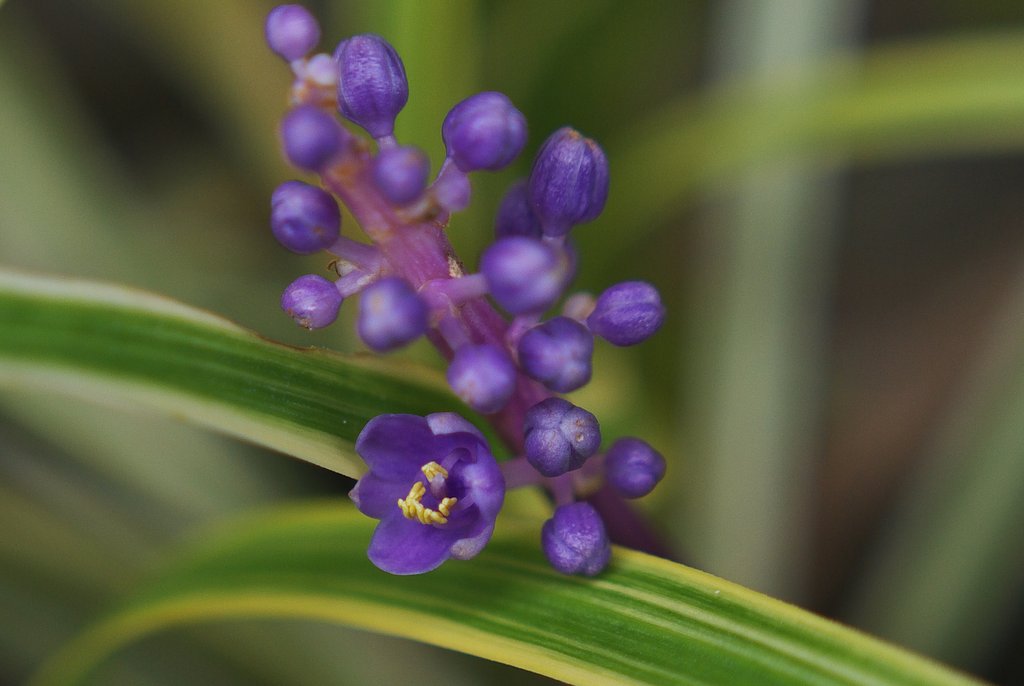 ヤブランが一つだけ開花
