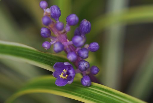 ヤブランが一つだけ開花