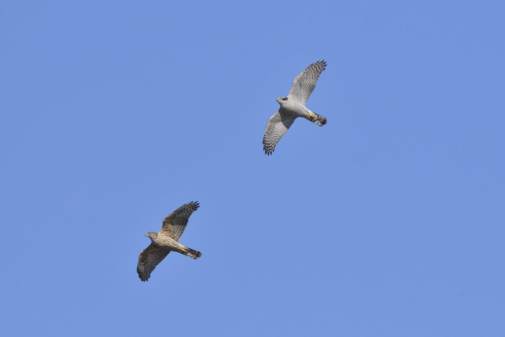 成鳥（雄）と若（雌）