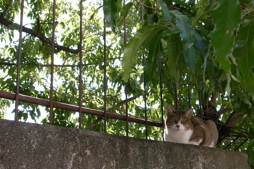 【金】フェンス猫