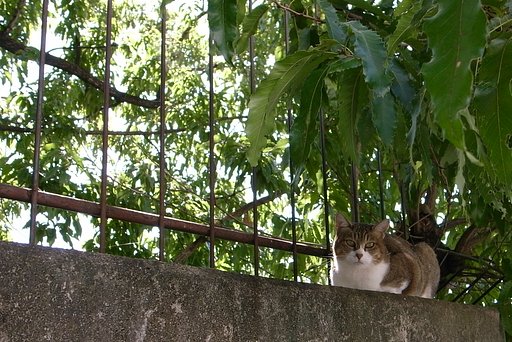 【金】フェンス猫