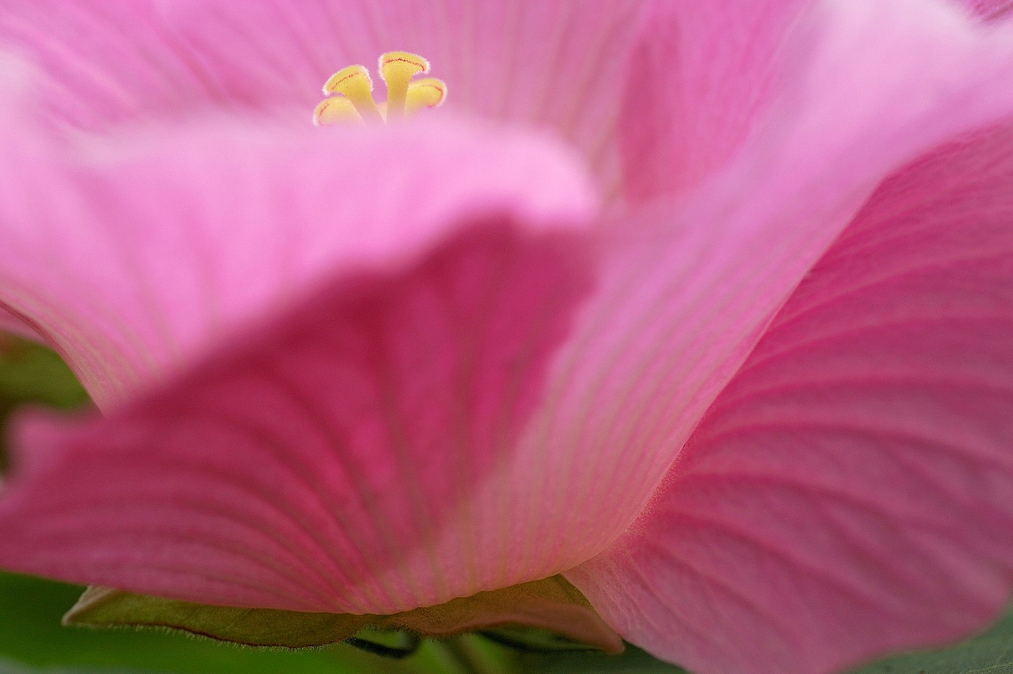 芙蓉