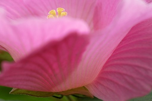 芙蓉