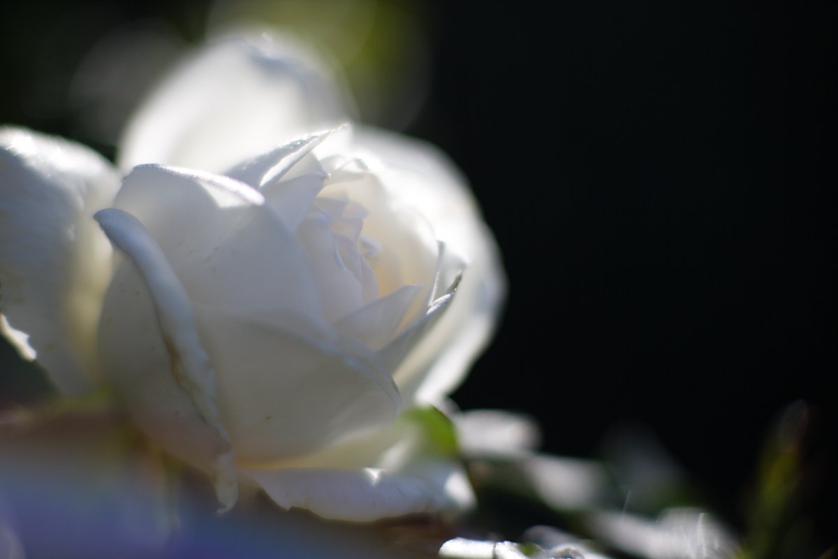 秋の薔薇　其の弐
