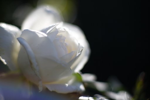 秋の薔薇　其の弐